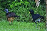 Great Curassow